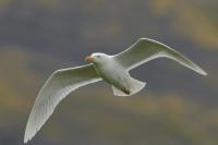 Larus hyperboreus