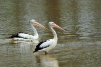 Pelecanus conspicillatus