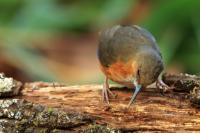 Erythrogenys erythrogenys