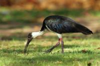 Threskiornis spinicollis