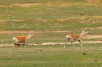 Mongolian gazelle