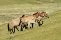 Przewalski's  Horse