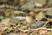 Phylloscopus fuscatus