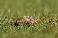 Mongolian Pika