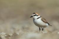 Charadrius alexandrinus