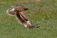 Aquila nipalensis