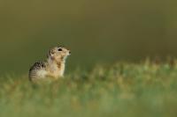 Long-tailed ground squirrel