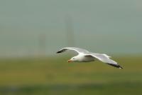 Larus vegae mongolicus