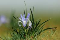 Mongolia flora