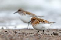 Calidris minuta