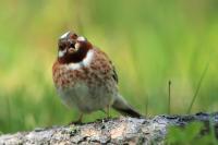 Emberiza leucocephalos