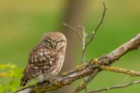 Hungary - FAUNA