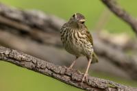 Anthus lineiventris