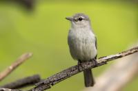 Melaenornis mariquensis