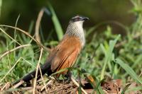 Zambia - FAUNA