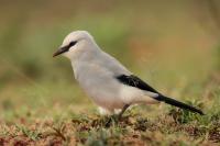 Zavattariornis stresemanni