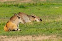 Common eland