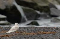 Larus glaucoides