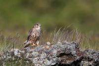 Falco columbarius