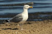 Larus argentatus