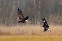 Aquila chrysaetos