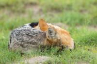 Black-backed jackal