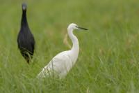 Egretta garzetta