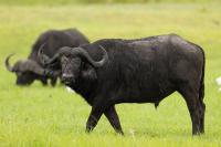 African buffalo