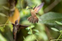 ECUADOR-FAUNA