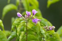 ECUADOR -FLOWERS