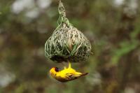 ETHIOPIA FAUNA