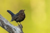 Turdus merula