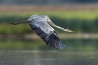 Ardea cinerea