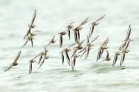 Calidris alba