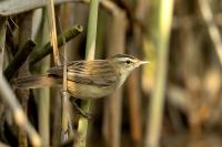 Hungary - FAUNA