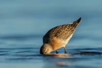 Calidris ferruginea