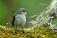 Phylloscopus collybita