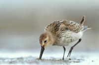 Calidris alpina