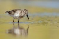 Dominican Republic-FAUNA