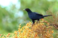 Australia - fauna