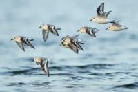 Calidris alba