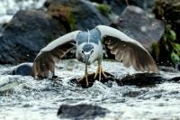 Nycticorax nycticorax