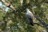 Sri Lanka FAUNA