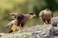 Caracara plancus