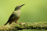 Costa Rica fauna