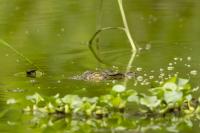 Zambia - FAUNA