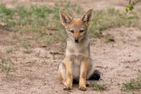 Black-backed jackal