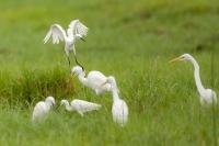 Egretta garzetta