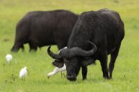 African buffalo