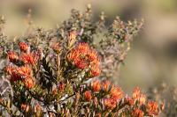 ECUADOR -FLOWERS